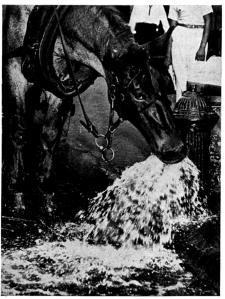horse taking a drink